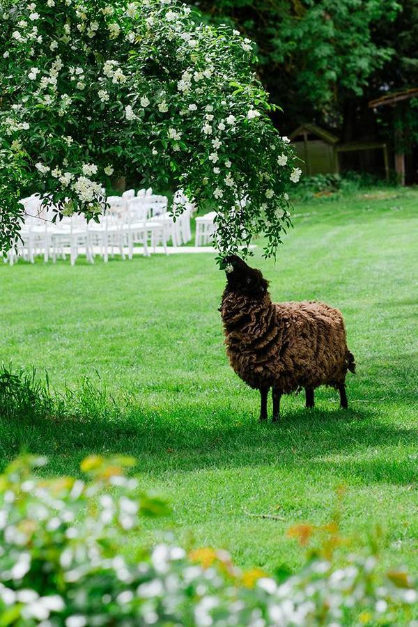 Le Mouton Bed and Breakfast Blaison Exteriör bild